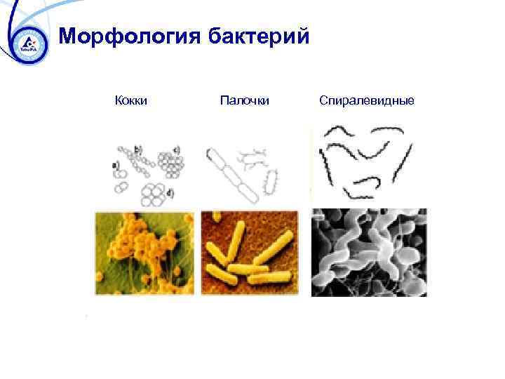 Морфология бактерий Кокки Палочки Спиралевидные 