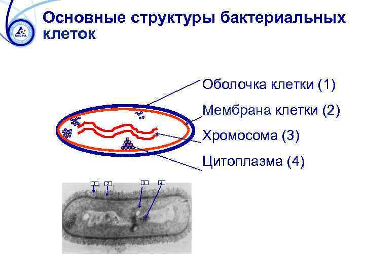 Основные структуры бактериальных клеток Оболочка клетки (1) Мембрана клетки (2) Хромосома (3) Цитоплазма (4)