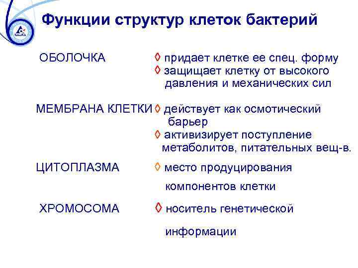 Функции структур клеток бактерий ОБОЛОЧКА à придает клетке ее спец. форму à защищает клетку