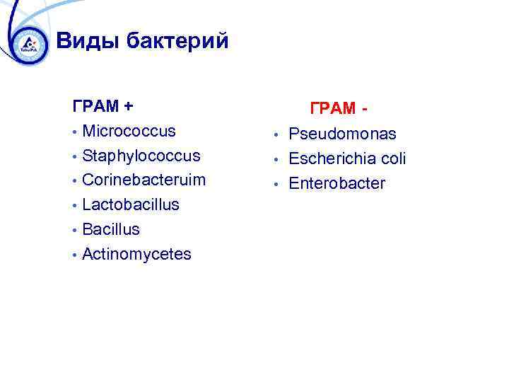Виды бактерий ГРАМ + • Micrococcus • Staphylococcus • Corinebacteruim • Lactobacillus • Bacillus