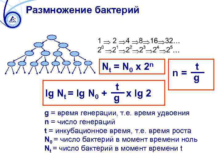 Размножение бактерий Nt = N 0 x 2 n t lg Nt = lg