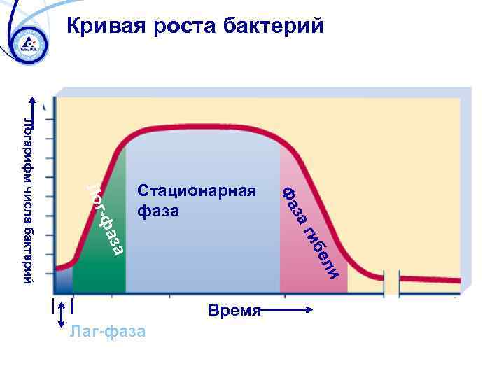 Рост микроорганизмов. Кривая роста и размножения микробов. Фазы роста микроорганизмов. Кривая роста и развития бактериальной популяции.