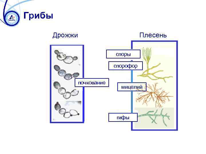 Грибы плесневые дрожжи схема