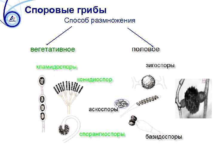 Споровые грибы Способ размножения 