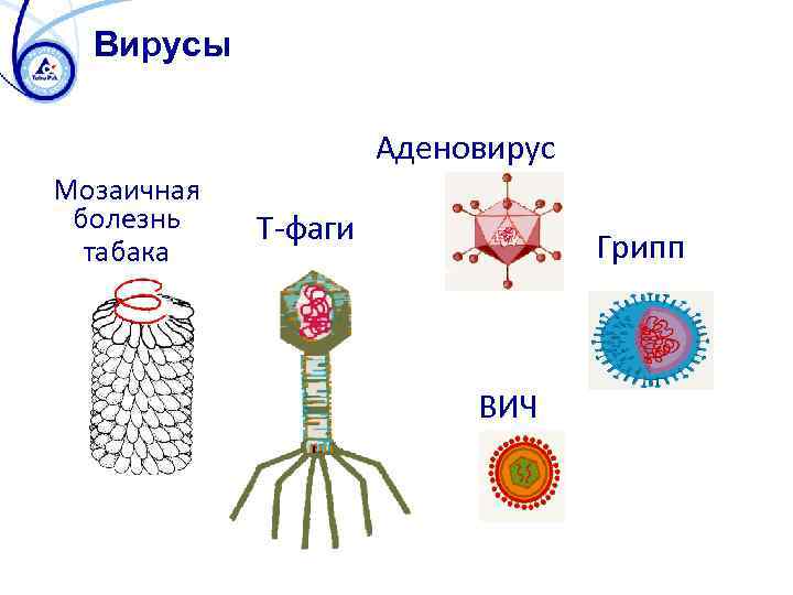 Вирусы форма строение. Царство вирусы строение. Строение вирусов микробиология. Вирусы рисунок микробиология. Вирусы микробиология строение бактериофаги.