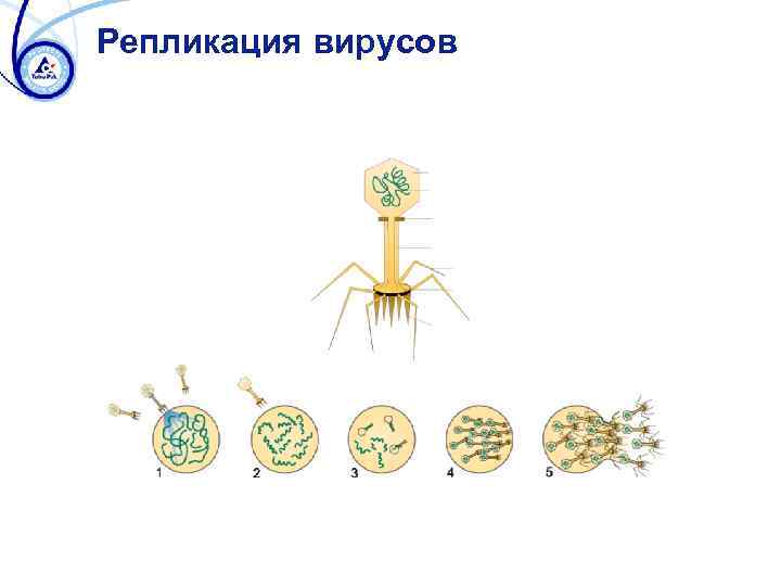 Репликация вирусов 