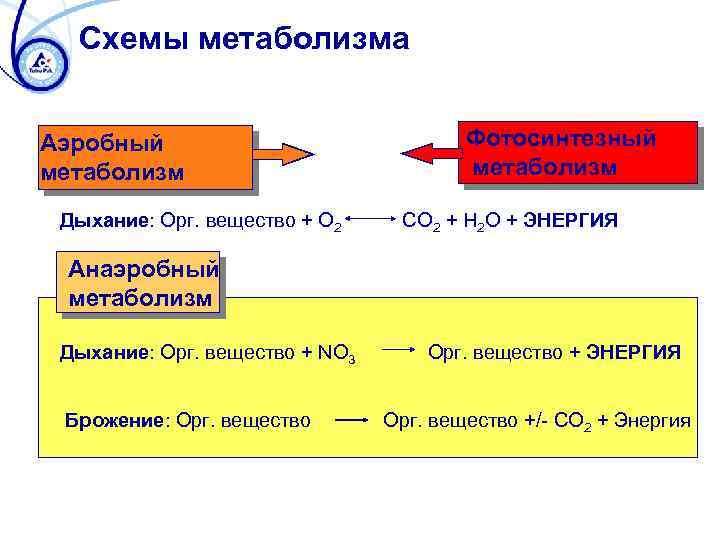 Аэробное дыхание схема