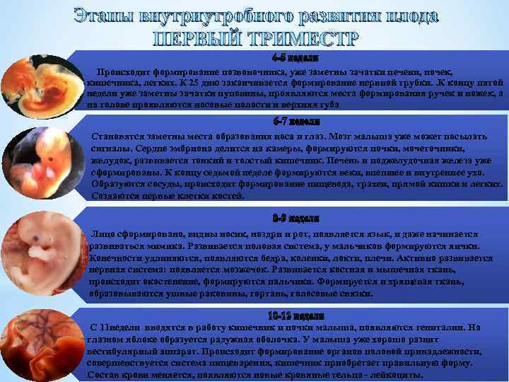 Этапы внутриутробного развития плода ПЕРВЫЙ ТРИМЕСТР 4 -5 неделя Происходит формирование позвоночника, уже заметны