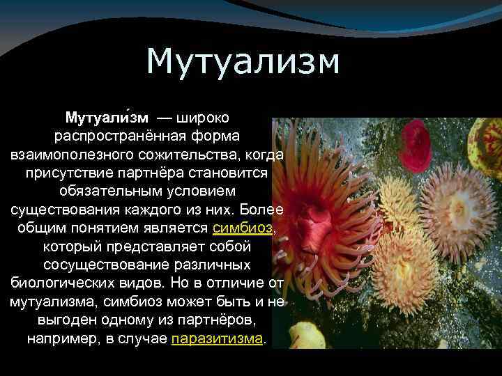 Выберите пример мутуализма. Симбиоз мутуализм протокооперация. Симбиоз мутуализм комменсализм. Симбиоз мутуализм примеры. Тип взаимодействия мутуализм.