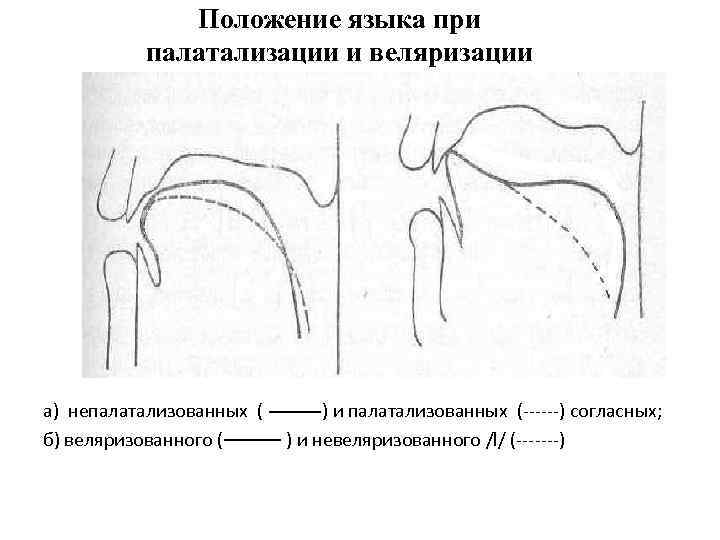 Положение языка