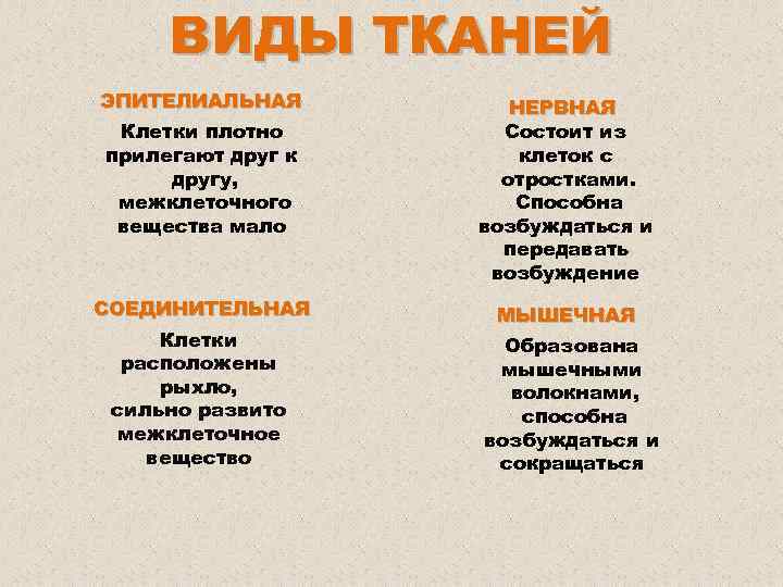 ВИДЫ ТКАНЕЙ ЭПИТЕЛИАЛЬНАЯ Клетки плотно прилегают друг к другу, межклеточного вещества мало СОЕДИНИТЕЛЬНАЯ Клетки