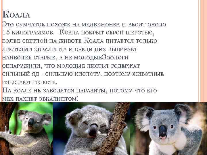 КОАЛА ЭТО СУМЧАТОЕ ПОХОЖЕ НА МЕДВЕЖОНКА И ВЕСИТ ОКОЛО 15 КИЛОГРАММОВ. КОАЛА ПОКРЫТ СЕРОЙ