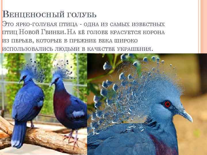 ВЕНЦЕНОСНЫЙ ГОЛУБЬ ЭТО ЯРКО-ГОЛУБАЯ ПТИЦА - ОДНА ИЗ САМЫХ ИЗВЕСТНЫХ ПТИЦ НОВОЙ ГВИНЕИ. НА