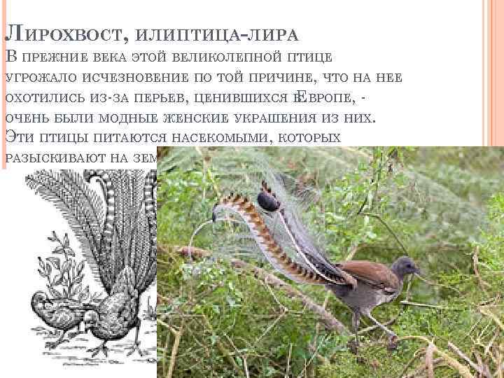 ЛИРОХВОСТ, ИЛИ ПТИЦА-ЛИРА В ПРЕЖНИЕ ВЕКА ЭТОЙ ВЕЛИКОЛЕПНОЙ ПТИЦЕ УГРОЖАЛО ИСЧЕЗНОВЕНИЕ ПО ТОЙ ПРИЧИНЕ,
