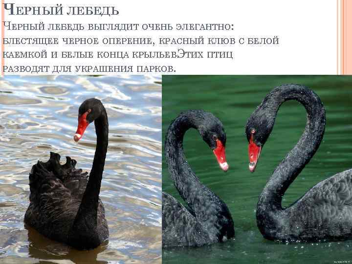 ЧЕРНЫЙ ЛЕБЕДЬ ВЫГЛЯДИТ ОЧЕНЬ ЭЛЕГАНТНО: БЛЕСТЯЩЕЕ ЧЕРНОЕ ОПЕРЕНИЕ, КРАСНЫЙ КЛЮВ С БЕЛОЙ КАЕМКОЙ И