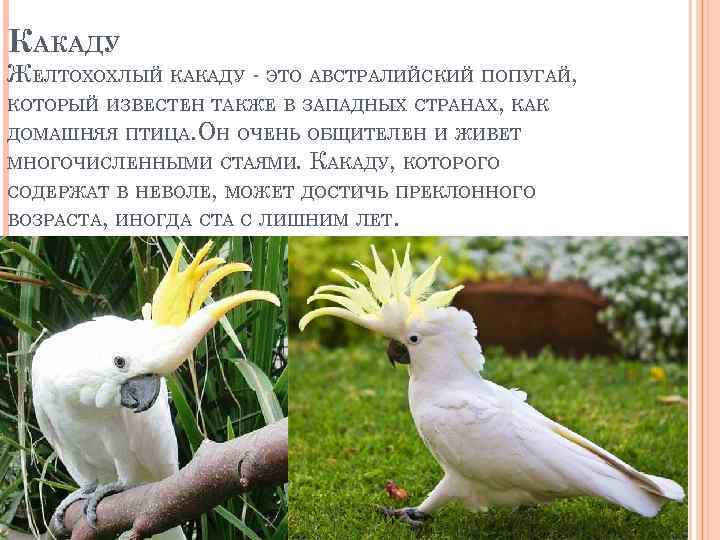 КАКАДУ ЖЕЛТОХОХЛЫЙ КАКАДУ - ЭТО АВСТРАЛИЙСКИЙ ПОПУГАЙ, КОТОРЫЙ ИЗВЕСТЕН ТАКЖЕ В ЗАПАДНЫХ СТРАНАХ, КАК