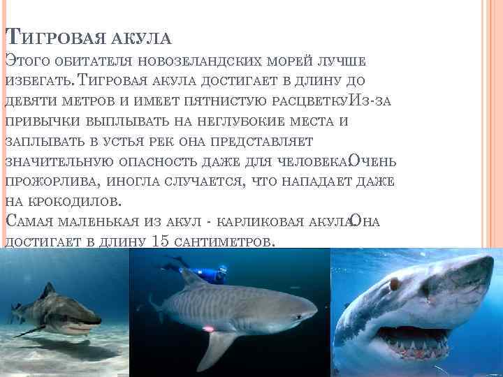 ТИГРОВАЯ АКУЛА ЭТОГО ОБИТАТЕЛЯ НОВОЗЕЛАНДСКИХ МОРЕЙ ЛУЧШЕ ИЗБЕГАТЬ. ТИГРОВАЯ АКУЛА ДОСТИГАЕТ В ДЛИНУ ДО