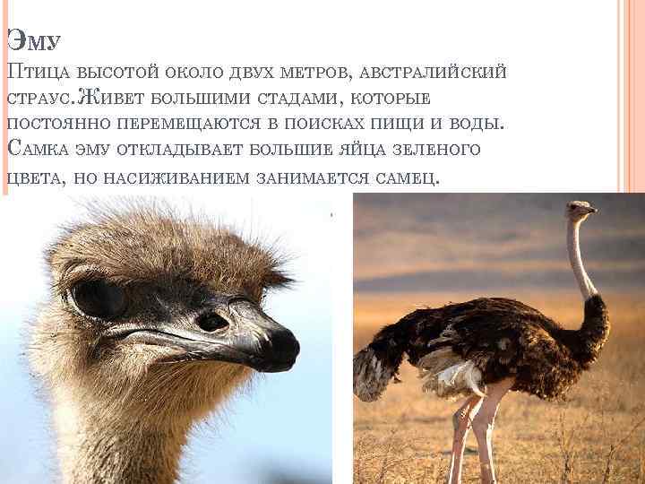 ЭМУ ПТИЦА ВЫСОТОЙ ОКОЛО ДВУХ МЕТРОВ, АВСТРАЛИЙСКИЙ СТРАУС. ЖИВЕТ БОЛЬШИМИ СТАДАМИ, КОТОРЫЕ ПОСТОЯННО ПЕРЕМЕЩАЮТСЯ