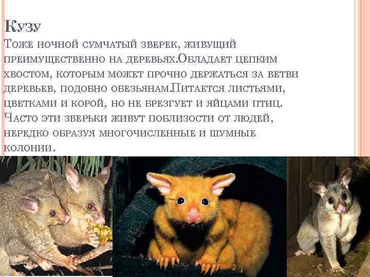 КУЗУ ТОЖЕ НОЧНОЙ СУМЧАТЫЙ ЗВЕРЕК, ЖИВУЩИЙ ПРЕИМУЩЕСТВЕННО НА ДЕРЕВЬЯХ. ОБЛАДАЕТ ЦЕПКИМ ХВОСТОМ, КОТОРЫМ МОЖЕТ