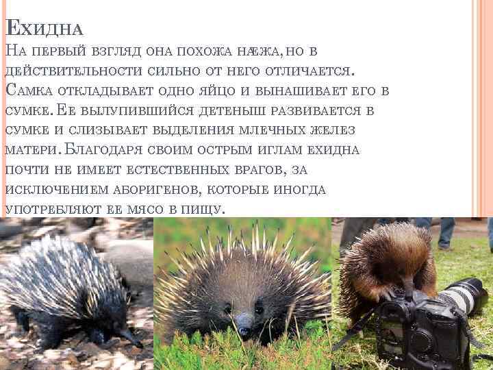 ЕХИДНА НА ПЕРВЫЙ ВЗГЛЯД ОНА ПОХОЖА НА , НО В ЕЖА ДЕЙСТВИТЕЛЬНОСТИ СИЛЬНО ОТ