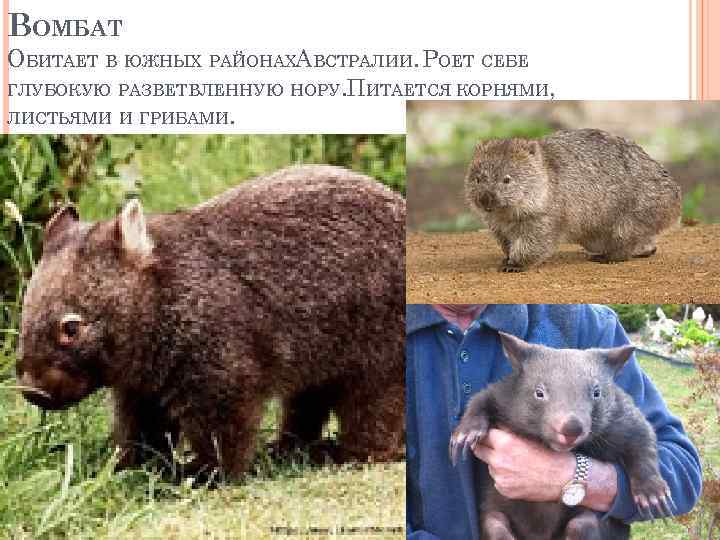 ВОМБАТ ОБИТАЕТ В ЮЖНЫХ РАЙОНАХАВСТРАЛИИ. РОЕТ СЕБЕ ГЛУБОКУЮ РАЗВЕТВЛЕННУЮ НОРУ. ПИТАЕТСЯ КОРНЯМИ, ЛИСТЬЯМИ И