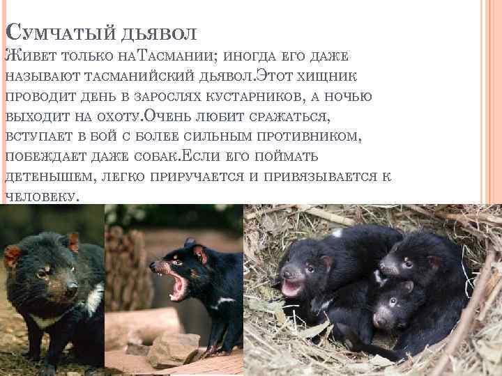 СУМЧАТЫЙ ДЬЯВОЛ ЖИВЕТ ТОЛЬКО НАТАСМАНИИ; ИНОГДА ЕГО ДАЖЕ НАЗЫВАЮТ ТАСМАНИЙСКИЙ ДЬЯВОЛ. ЭТОТ ХИЩНИК ПРОВОДИТ