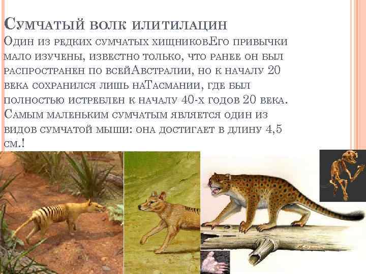 СУМЧАТЫЙ ВОЛК ИЛИТИЛАЦИН ОДИН ИЗ РЕДКИХ СУМЧАТЫХ ХИЩНИКОВ. ГО ПРИВЫЧКИ Е МАЛО ИЗУЧЕНЫ, ИЗВЕСТНО