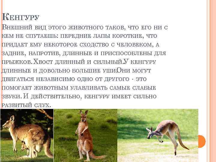 КЕНГУРУ ВНЕШНИЙ ВИД ЭТОГО ЖИВОТНОГО ТАКОВ, ЧТО ЕГО НИ С КЕМ НЕ СПУТАЕШЬ: ПЕРЕДНИЕ