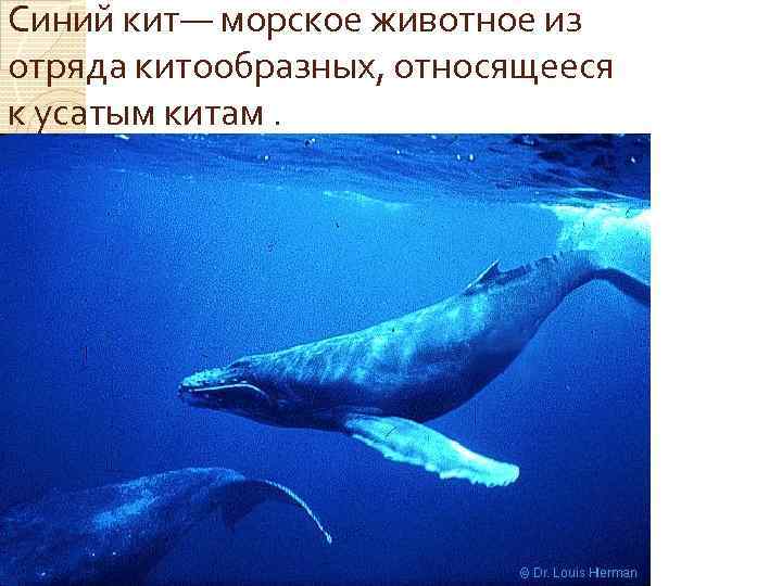 Синий кит— морское животное из отряда китообразных, относящееся к усатым китам. 