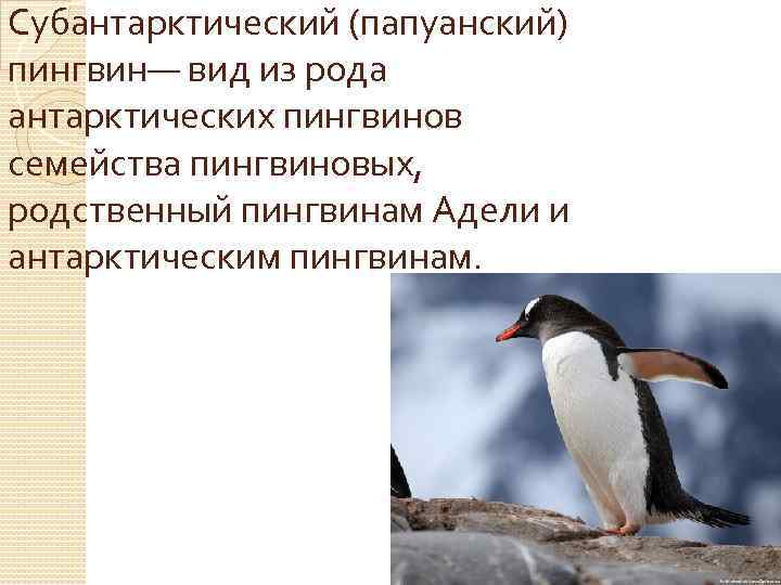 Субантарктический (папуанский) пингвин— вид из рода антарктических пингвинов семейства пингвиновых, родственный пингвинам Адели и