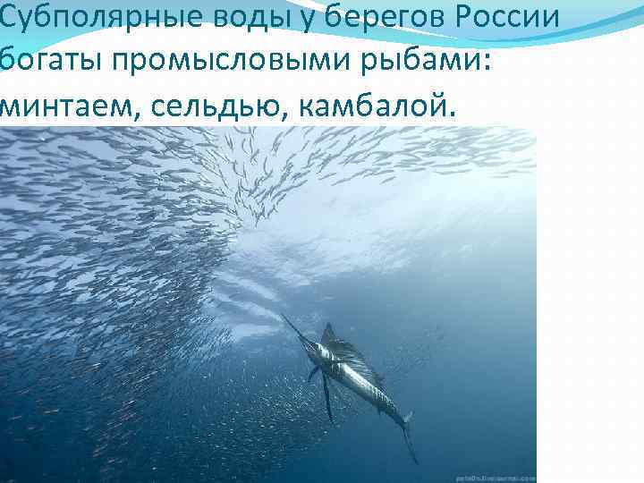 Субполярные воды у берегов России богаты промысловыми рыбами: минтаем, сельдью, камбалой. 