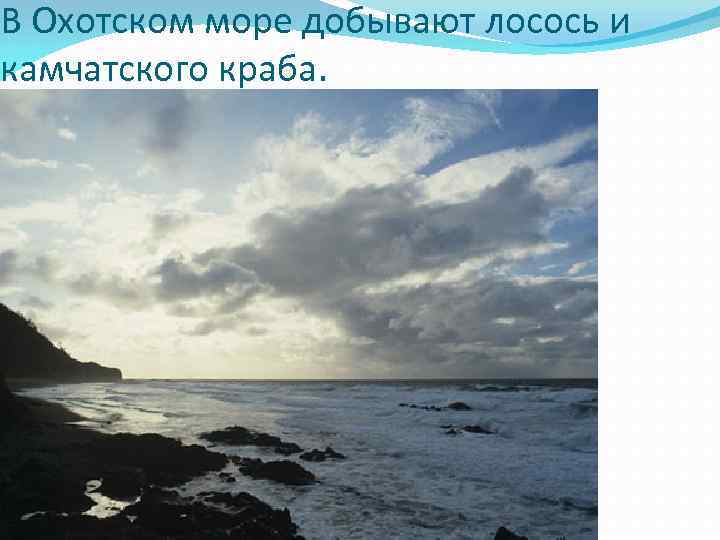 В Охотском море добывают лосось и камчатского краба. 
