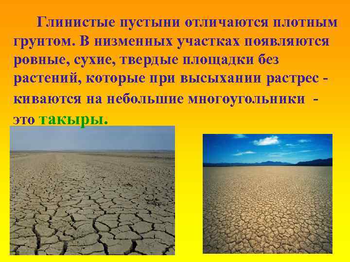 Глинистые пустыни отличаются плотным грунтом. В низменных участках появляются ровные, сухие, твердые площадки без