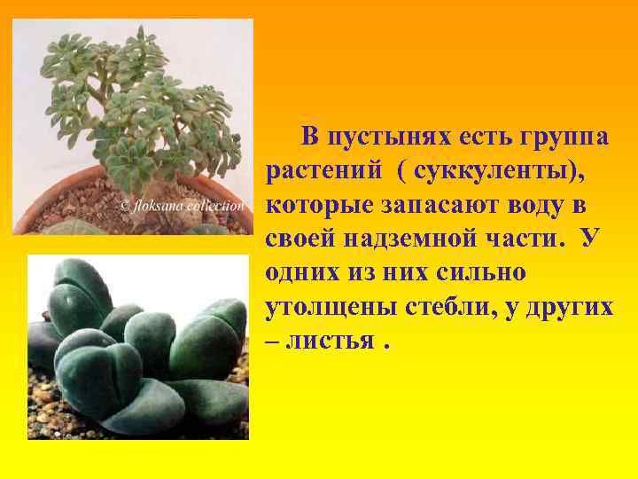 В пустынях есть группа растений ( суккуленты), которые запасают воду в своей надземной части.