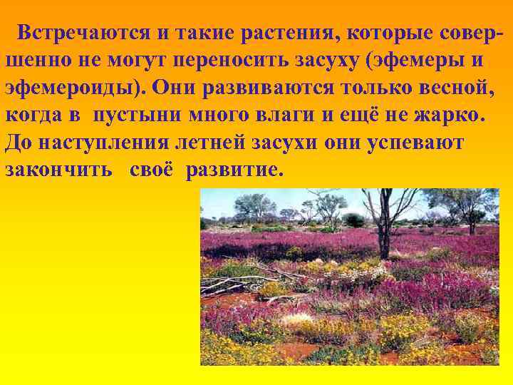 Встречаются и такие растения, которые совершенно не могут переносить засуху (эфемеры и эфемероиды). Они