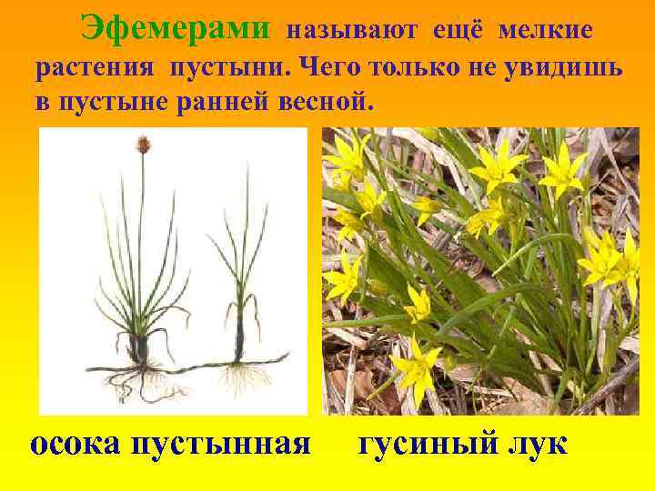 Эфемерами называют ещё мелкие растения пустыни. Чего только не увидишь в пустыне ранней весной.