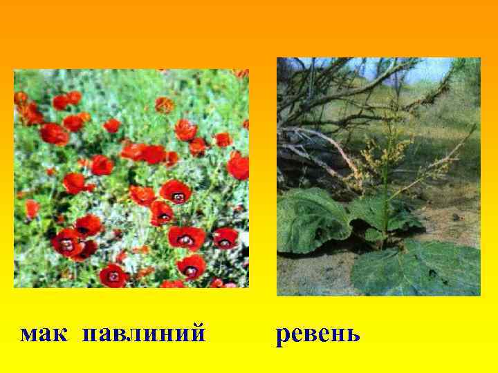 мак павлиний ревень 