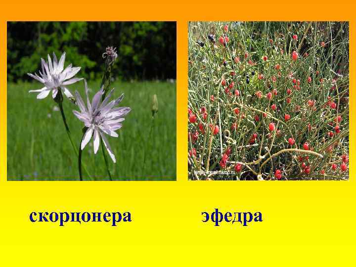 скорцонера эфедра 