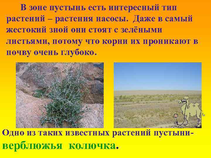 В зоне пустынь есть интересный тип растений – растения насосы. Даже в самый жестокий