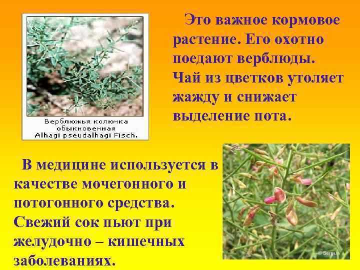 Это важное кормовое растение. Его охотно поедают верблюды. Чай из цветков утоляет жажду и