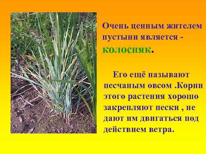Очень ценным жителем пустыни является - колосняк. Его ещё называют песчаным овсом. Корни этого