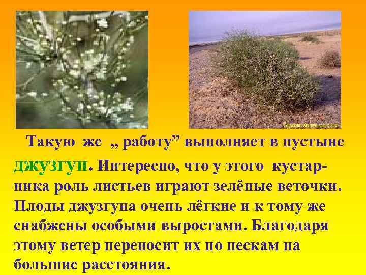 Такую же , , работу” выполняет в пустыне джузгун. Интересно, что у этого кустарника