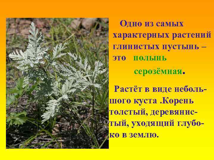 Одно из самых характерных растений глинистых пустынь – это полынь серозёмная. Растёт в виде