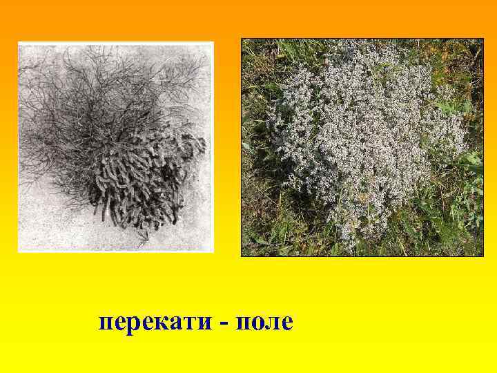 перекати - поле 