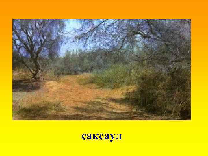 саксаул 