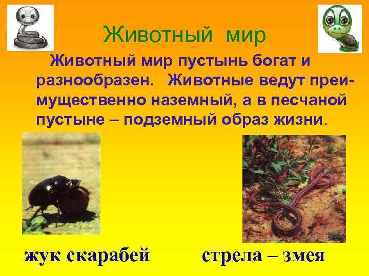 Животный мир пустынь богат и разнообразен. Животные ведут преимущественно наземный, а в песчаной пустыне