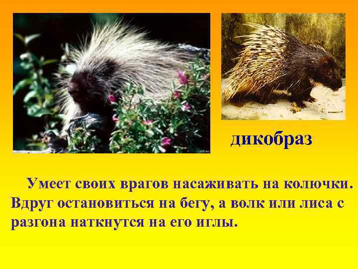 дикобраз Умеет своих врагов насаживать на колючки. Вдруг остановиться на бегу, а волк или