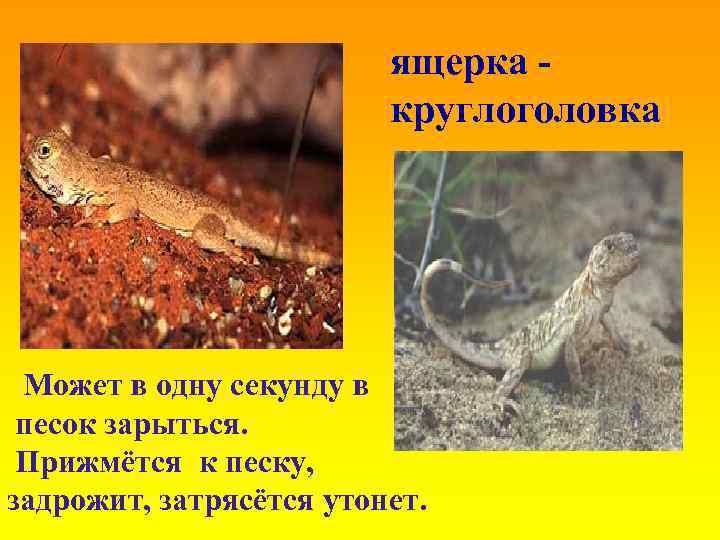 ящерка круглоголовка Может в одну секунду в песок зарыться. Прижмётся к песку, задрожит, затрясётся