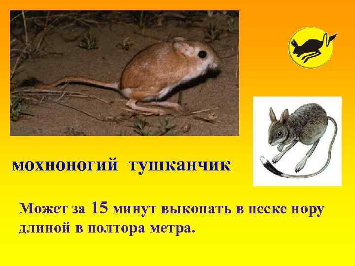 мохноногий тушканчик Может за 15 минут выкопать в песке нору длиной в полтора метра.