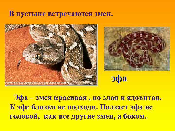 В пустыне встречаются змеи. эфа Эфа – змея красивая , но злая и ядовитая.